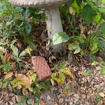 Bird Bath