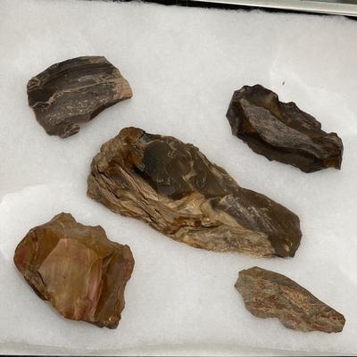 Lot 638 Petrified wood