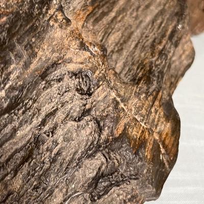 Lot 644 Petrified Wood