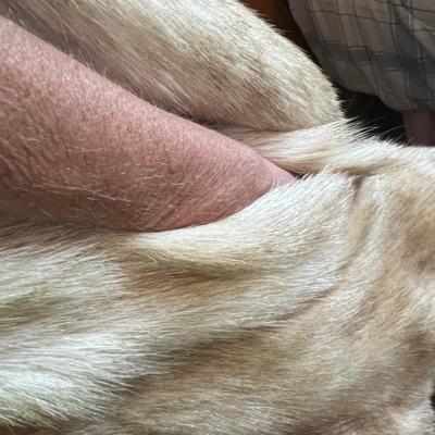 Lot 757 Chayote fur coat