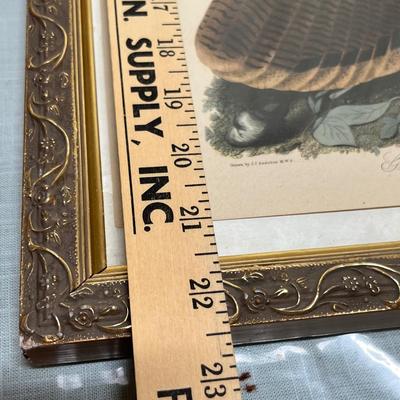 Lot 811 Audobon Bird Print