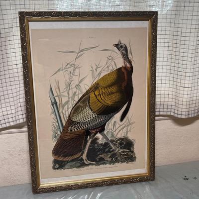 Lot 811 Audobon Bird Print