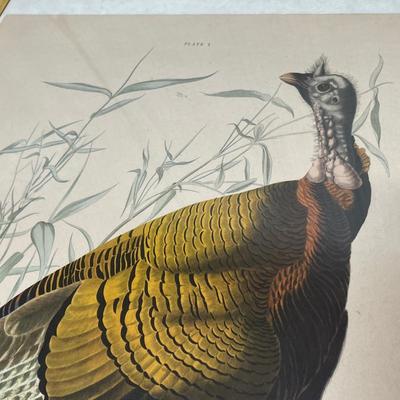 Lot 811 Audobon Bird Print