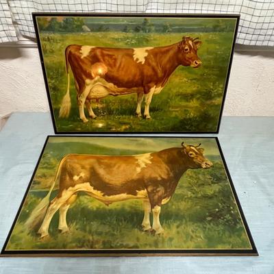 Lot 812 Cattle Pictures