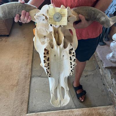 Lot 869 Long Horn Skull