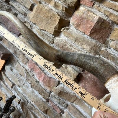 Lot 869 Long Horn Skull