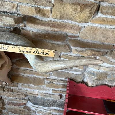 Lot 869 Long Horn Skull