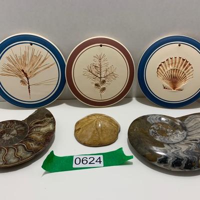 Fossils Geodes Nautical Lot