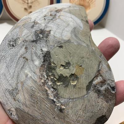 Fossils Geodes Nautical Lot