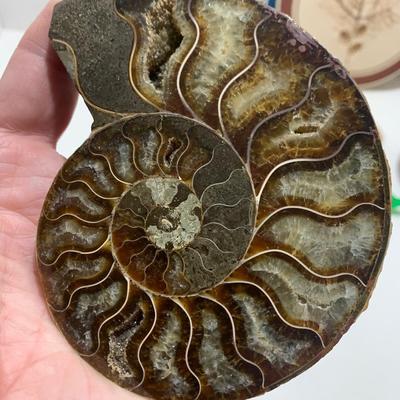 Fossils Geodes Nautical Lot