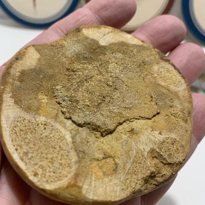 Fossils Geodes Nautical Lot