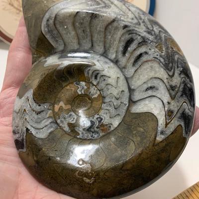 Fossils Geodes Nautical Lot