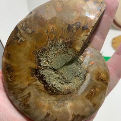 Fossils Geodes Nautical Lot