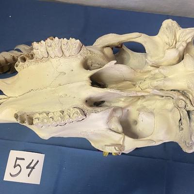 Painted Skull