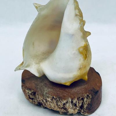 Small Cowrie Conch Shell