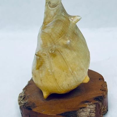 Small Cowrie Conch Shell