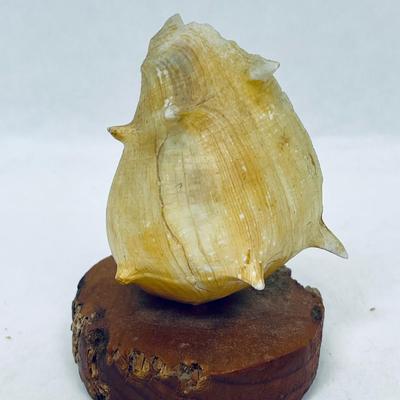 Small Cowrie Conch Shell