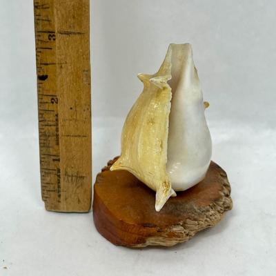 Small Cowrie Conch Shell