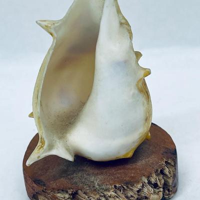 Small Cowrie Conch Shell