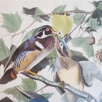 Three Audubon Prints (3UL-KD)