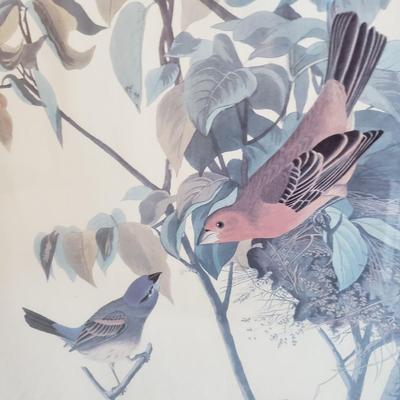 Three Audubon Prints (3UL-KD)