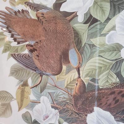 Three Audubon Prints (3UL-KD)