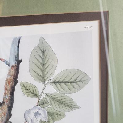 Three Audubon Prints (3UL-KD)