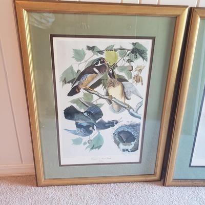 Three Audubon Prints (3UL-KD)