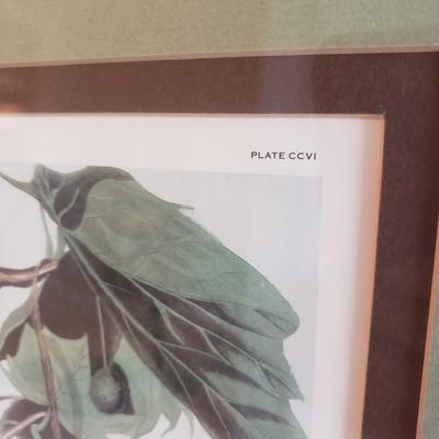 Three Audubon Prints (3UL-KD)