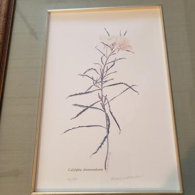 Four Pencil Signed & Numbered Rosario Baxter Floral Prints (3GB1-KD)