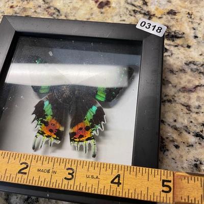 Small butterfly picture