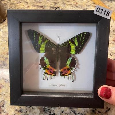 Small butterfly picture