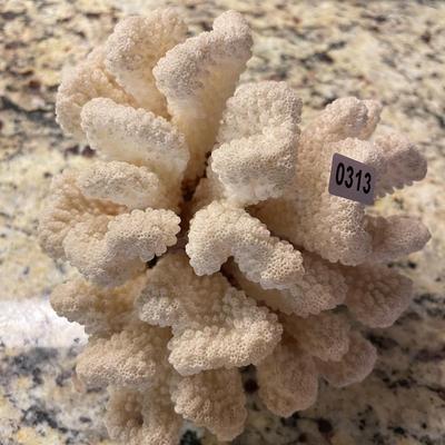 Coral