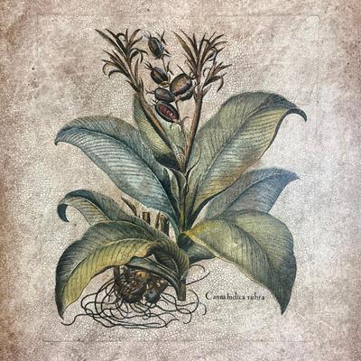 586 Banyan Botanical Print on Board Double Matted