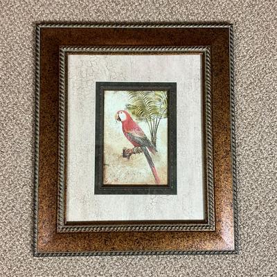595 Pair of Parrot Framed Prints