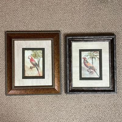 595 Pair of Parrot Framed Prints