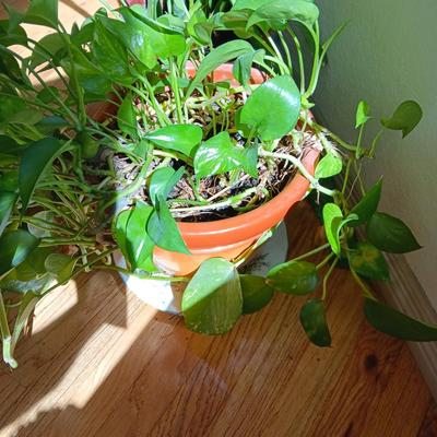 2 LIVE HEALTHY PLANTS IN CLAY POTS