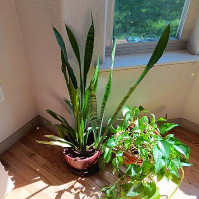 2 LIVE HEALTHY PLANTS IN CLAY POTS