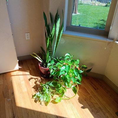 2 LIVE HEALTHY PLANTS IN CLAY POTS