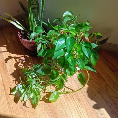 2 LIVE HEALTHY PLANTS IN CLAY POTS