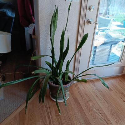1 LARGE LIVE HEALTHY PLANT IN A CLAY POT