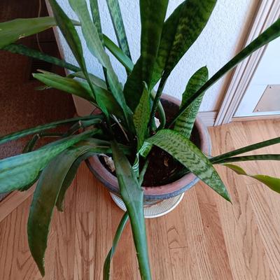 1 LARGE LIVE HEALTHY PLANT IN A CLAY POT