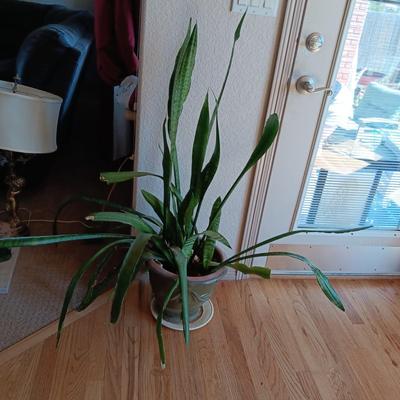 1 LARGE LIVE HEALTHY PLANT IN A CLAY POT