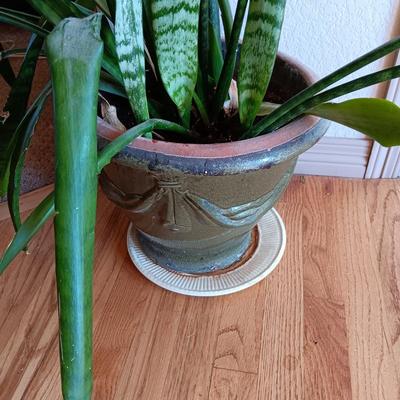 1 LARGE LIVE HEALTHY PLANT IN A CLAY POT