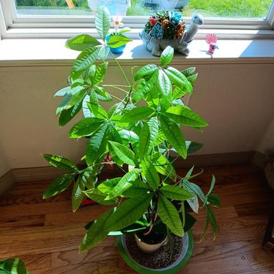 2 LIVE HEALTHY PLANTS WITH SOLAR TURTLE AND FLOWER