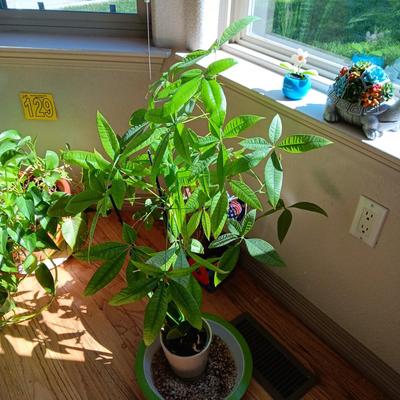 2 LIVE HEALTHY PLANTS WITH SOLAR TURTLE AND FLOWER