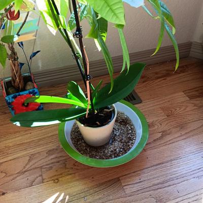 2 LIVE HEALTHY PLANTS WITH SOLAR TURTLE AND FLOWER