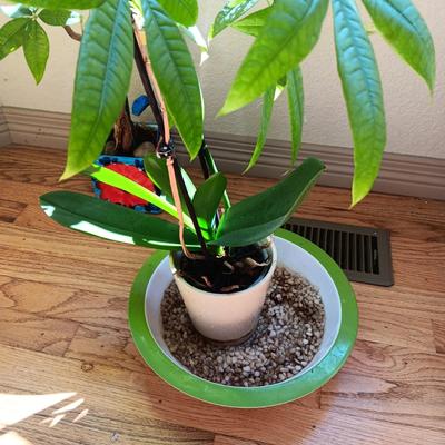 2 LIVE HEALTHY PLANTS WITH SOLAR TURTLE AND FLOWER