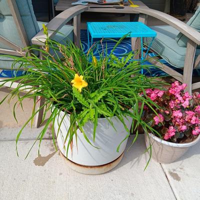LIVE FLOWERING PLANTS