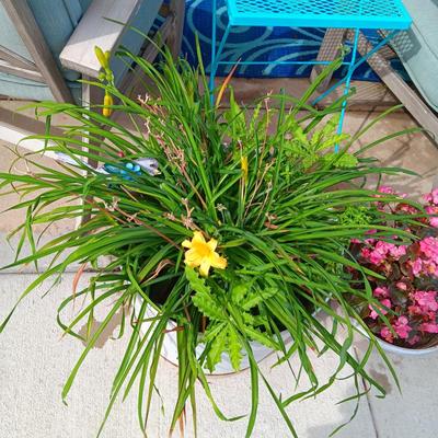 LIVE FLOWERING PLANTS